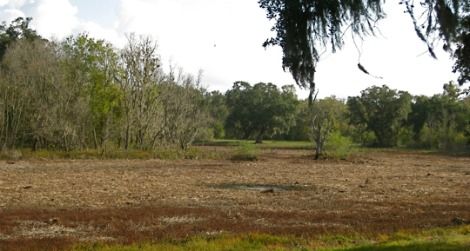 A nearly dry horseshoe lake at Brazos Bend State Park, Texas