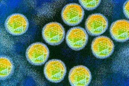 Color-enhanced transmission electron microscope images of adenovirus, which is a common cause of respiratory illnesses. Researchers identified adenovirus remnants, as well as herpesvirus and HPV, in Neanderthal remains in a new study.