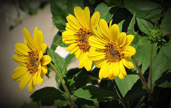 Bright Eyes African Daisy Bloom Smiles Dancing In The Breeze... thumbnail