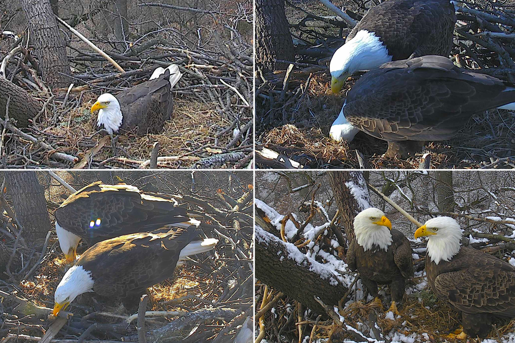 Bald eagle pair