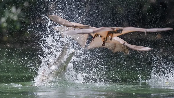 Freshwater Crocodiles Sneak Attack Thirsty Bats from Shallow Waters_0005 thumbnail