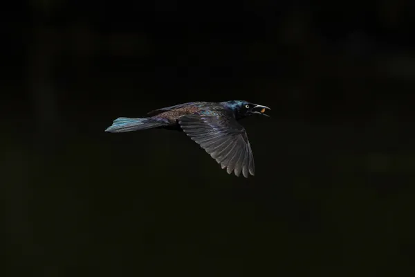 Flight thumbnail