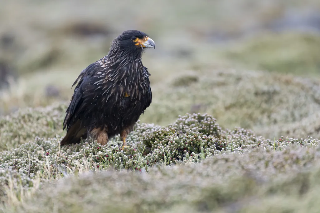 Black bird with orange at base of gray, sharp beak in some grass