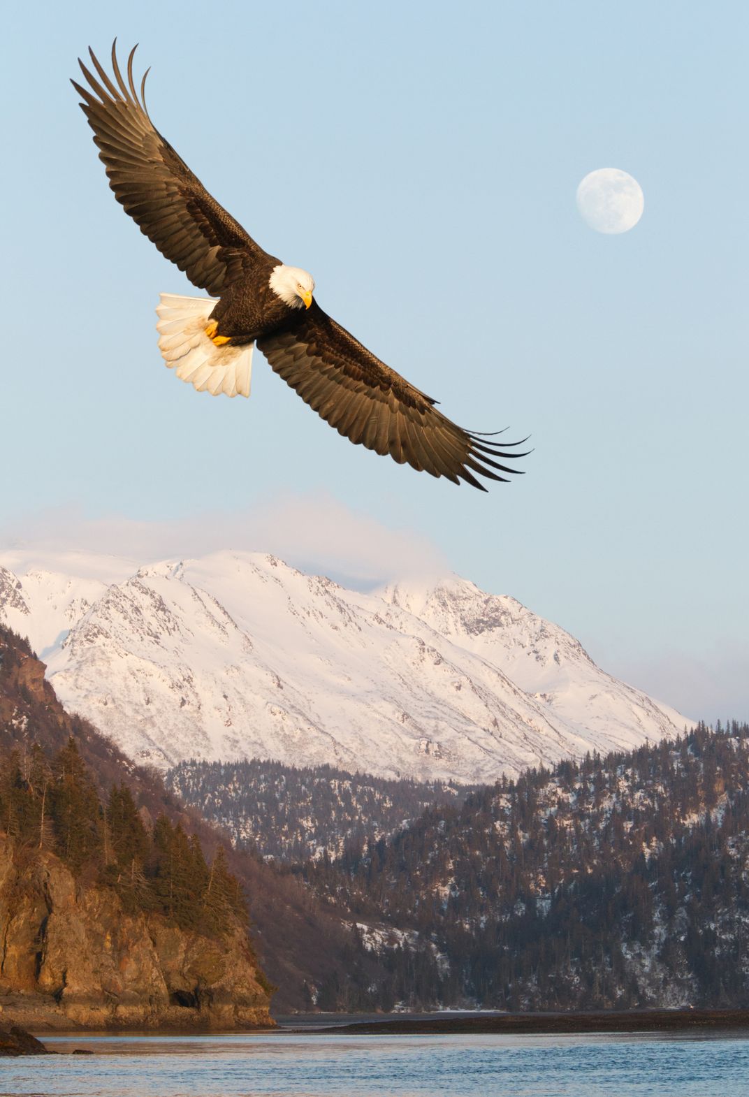 Bald Eagle in flight