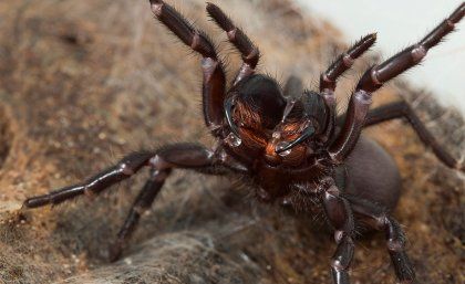 funnel-web spider