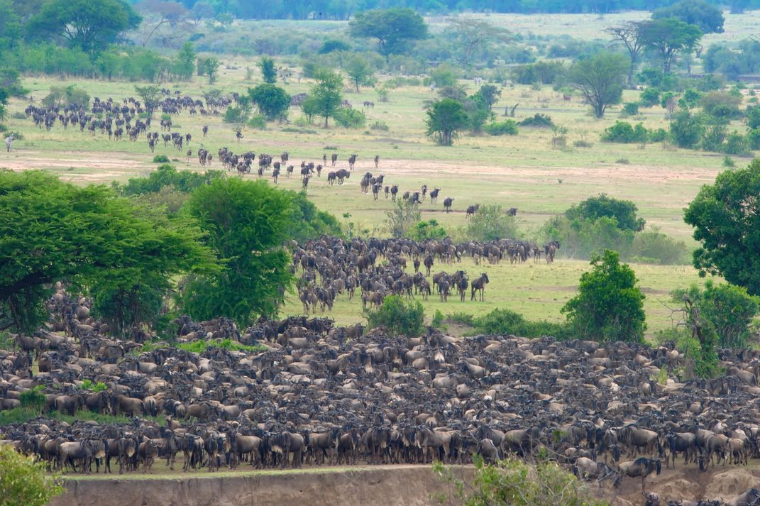 Wildebeest herd during the Great Migration