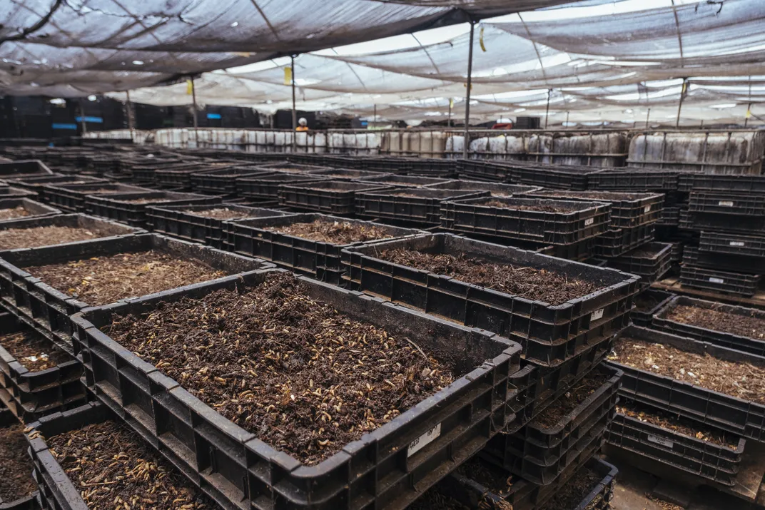 Crates filled with larvae at InsectiPro. The company sells larvae animal feed and, soon, a protein powder for human consumption.