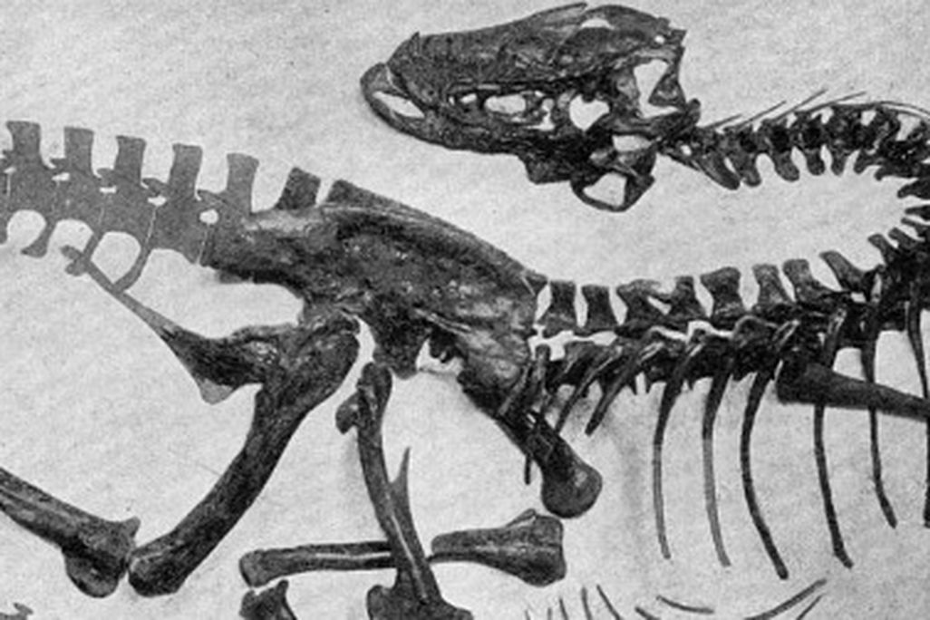 tyrannosaur Gorgosaurus