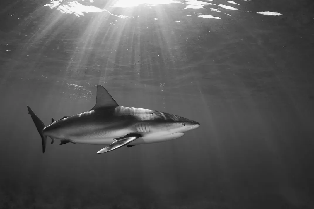 a black and white photograph of a shark