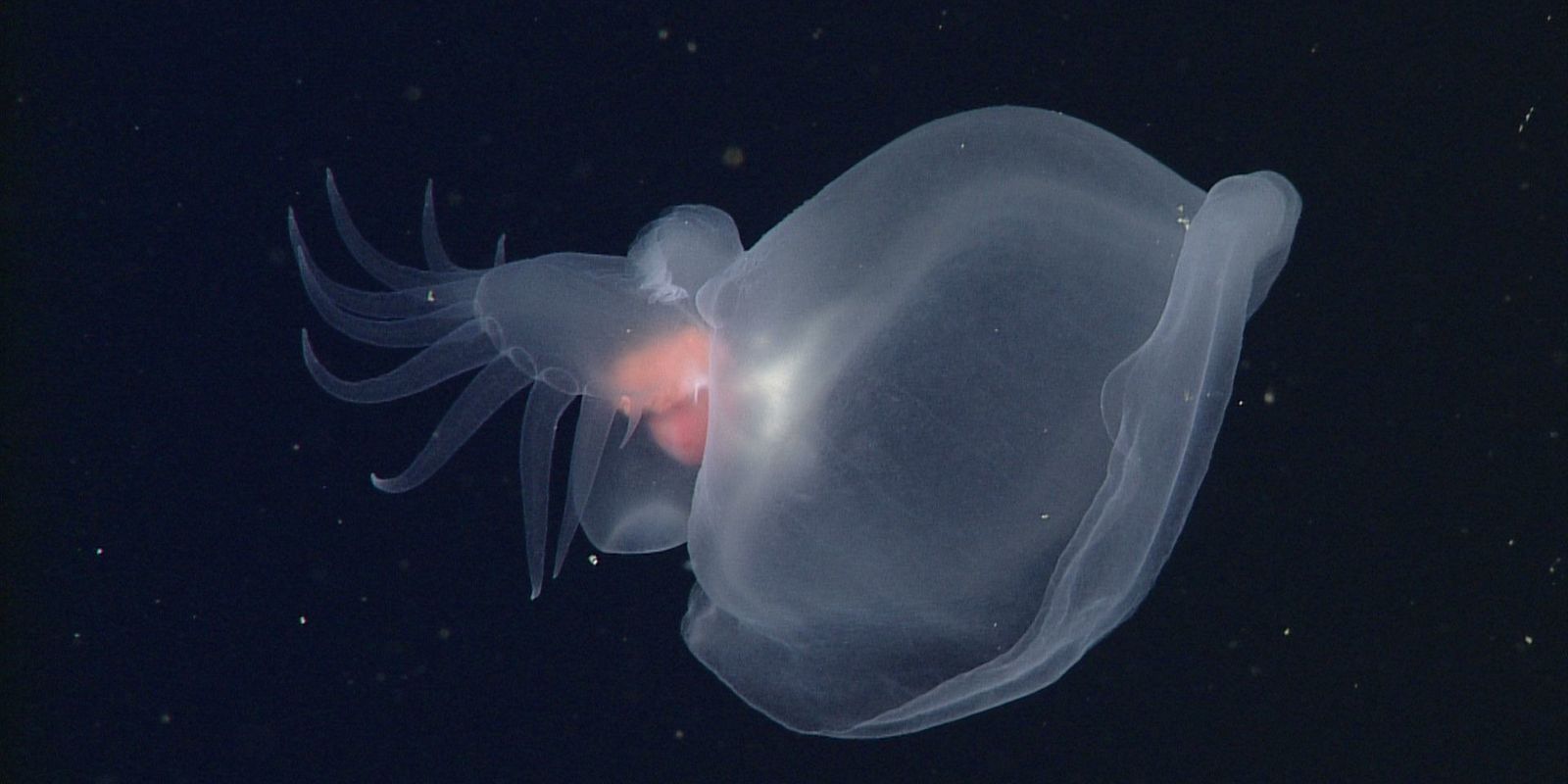 Deep Sea Creature