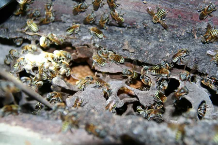 This hive of the stingless honey-making bee Melipona triplaridis is one of a handful of tropical hives bee expert David Roubik keeps at his home in Panama City. Note the waffle-like honeycomb in the background