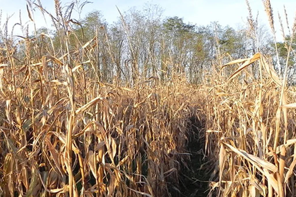 corn fields