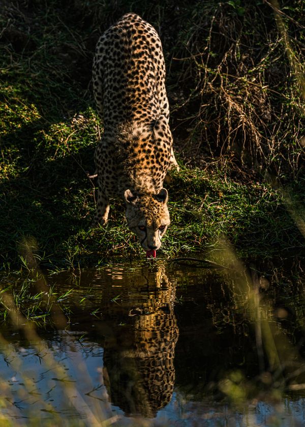 Cheetahs drink water thumbnail