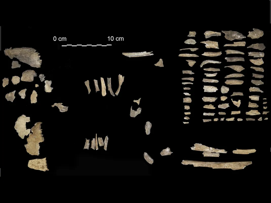 various bone fragments