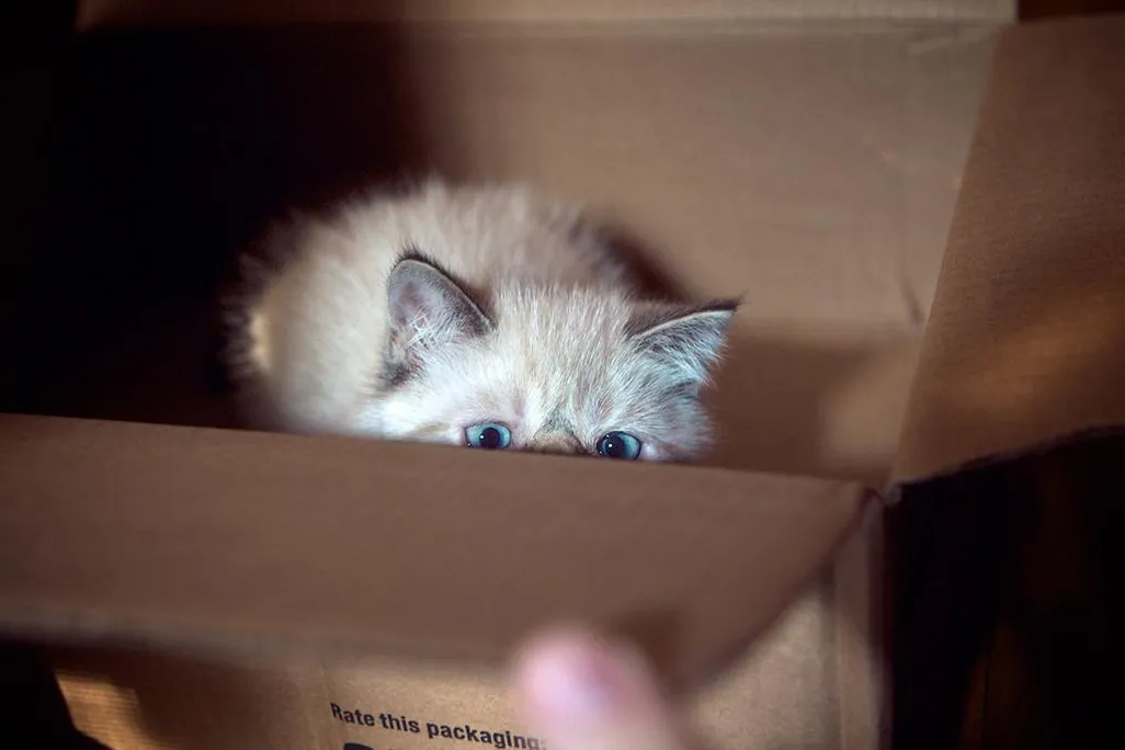 Cat in a box