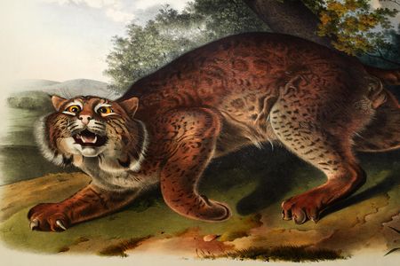 After Audubon's health began to fail, his family completed the project, producing the color plates in installments for about 300 subscribers.