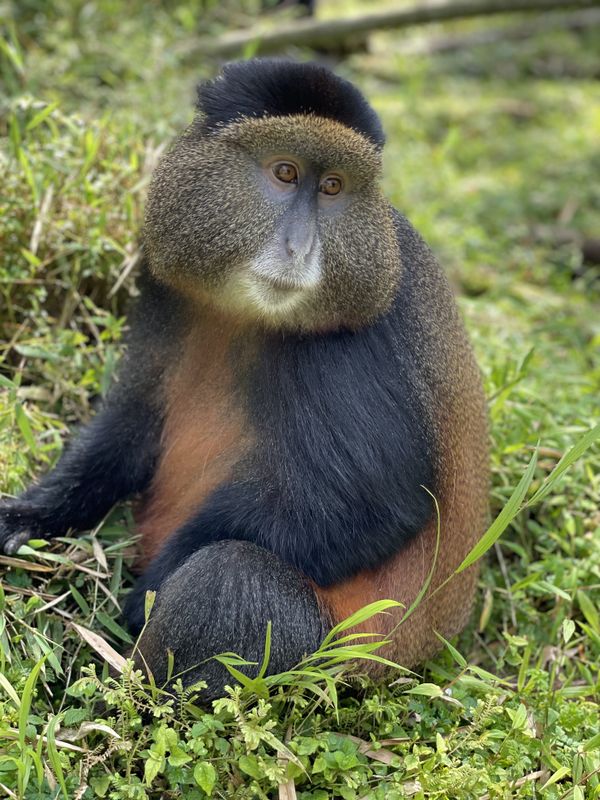 Golden monkey in Volcano National Park thumbnail