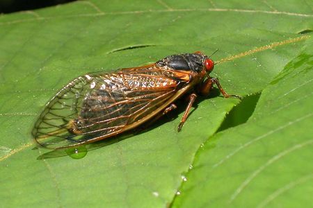 A newly emerged cicada from Brood X suns itself.