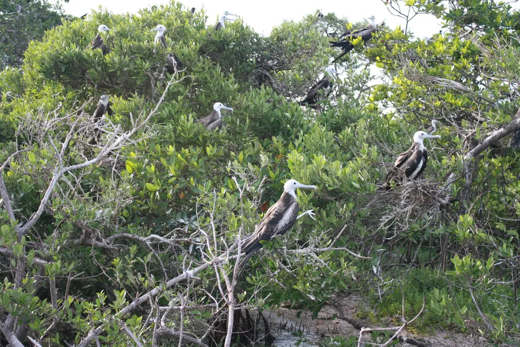 Birds sitting on top of trees.