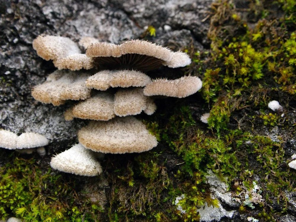 A close-up image of split gill mushrooms growing on a tree. The mushrooms caps appear fuzzy.