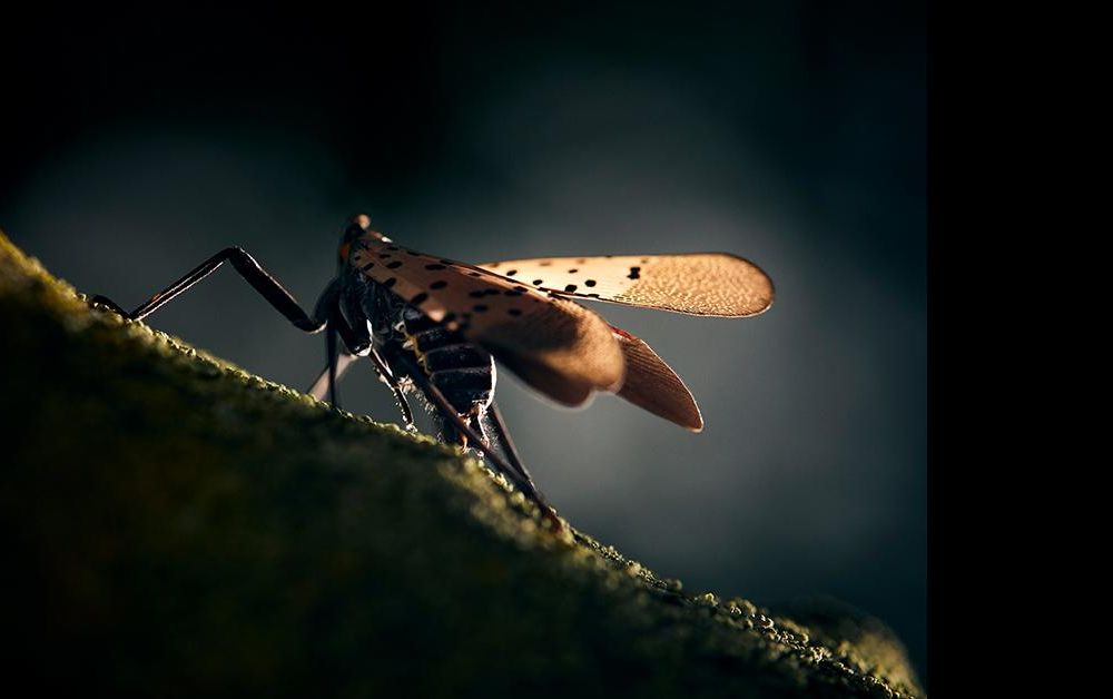 spotted lanternfly on a stick