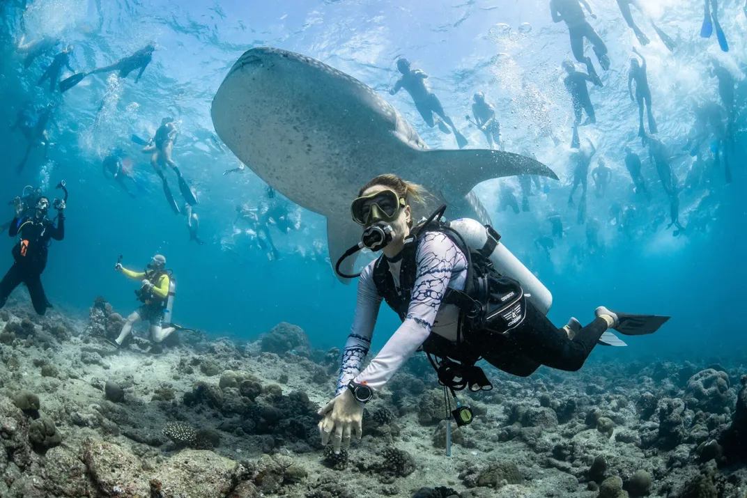 whale shark surrounded by divers