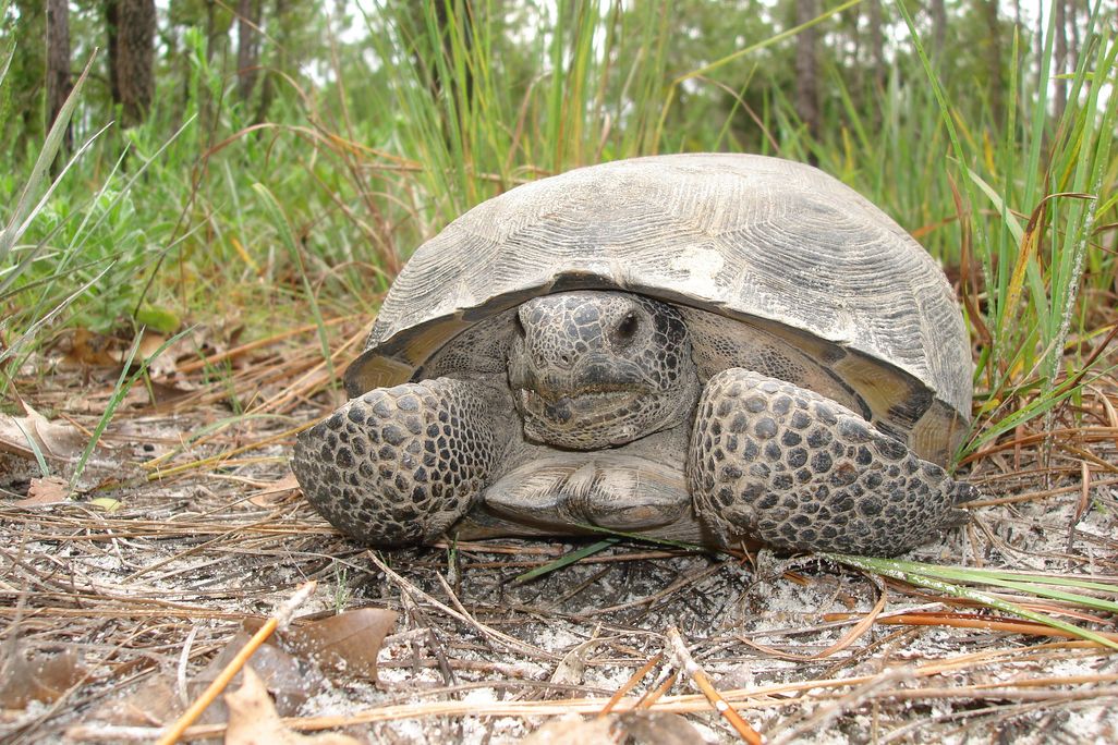 Tortoise next to grass