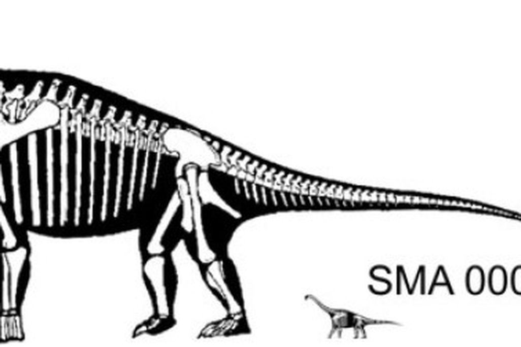 A reconstruction of a hypothetical adult Brachiosaurus next to a possible juvenile Brachiosaurus, SMA 0009.