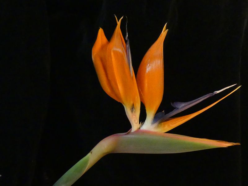 Orange Bird of Paradise Bloom Smithsonian Photo Contest Smithsonian
