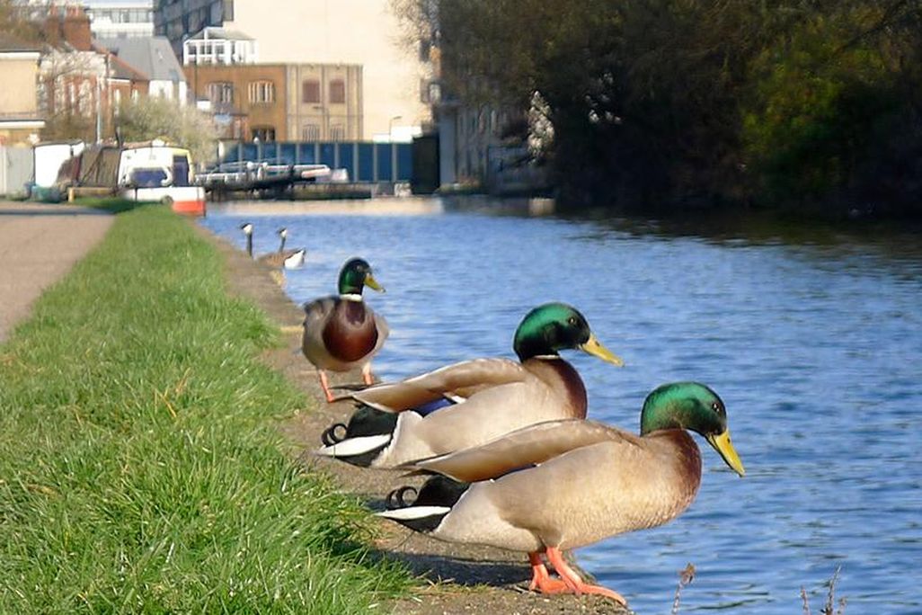 Ducks on Regents Canal