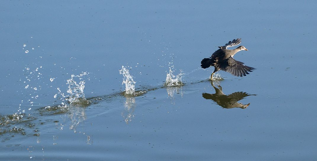 Common Moorhen running on the water. | Smithsonian Photo Contest ...