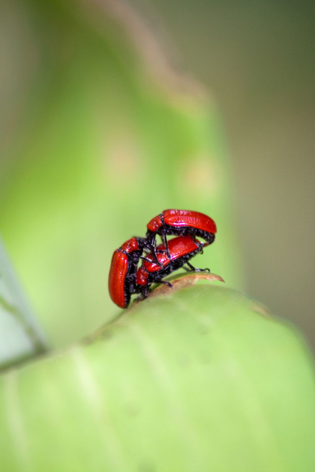 Red Lily Beetle Smithsonian Photo Contest Smithsonian Magazine