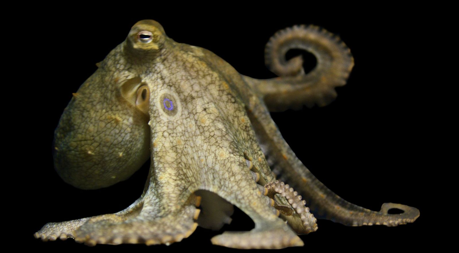 A California two-spot octopus resting on a rocky seafloor, showing its distinctive blue eyespots and mottled brown skin.