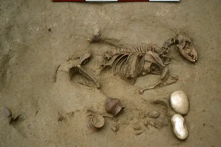 The remains of a dog buried next to a baby