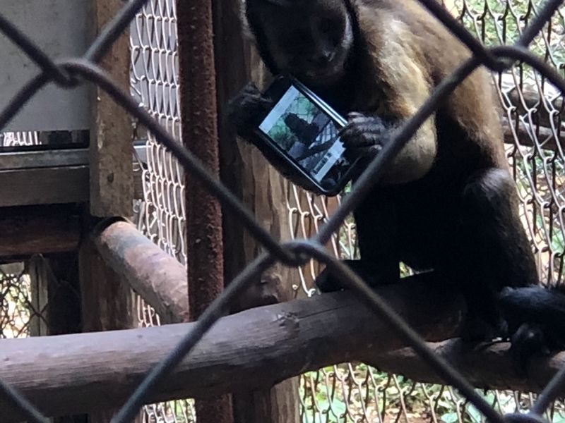 Monkey stole camera and took a selfie on an excursion. | Smithsonian