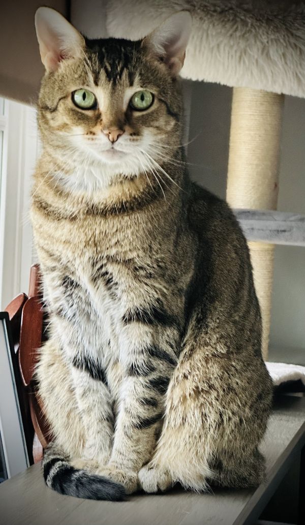 The queen of the home thumbnail