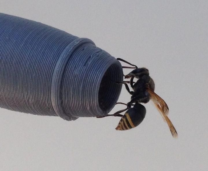 Close-up photo of a keyhole wasp sitting at the tip of a gray 3D-printed pitot tube