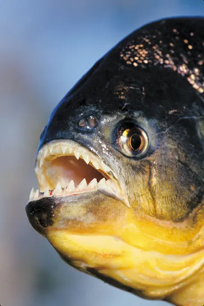 Red Bellied Piranha