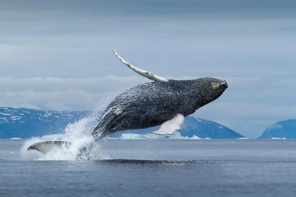 breaching whale
