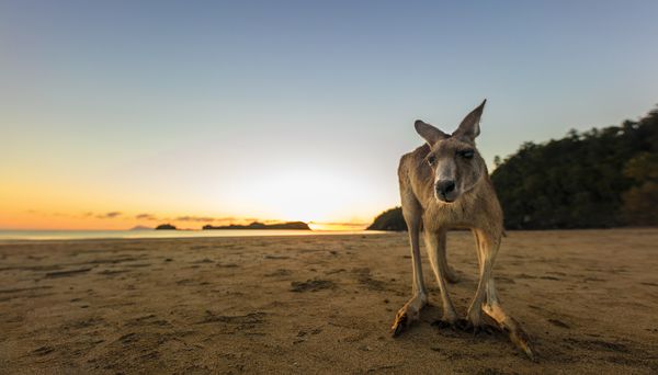 A blind kangaroo stares down at the camera. thumbnail
