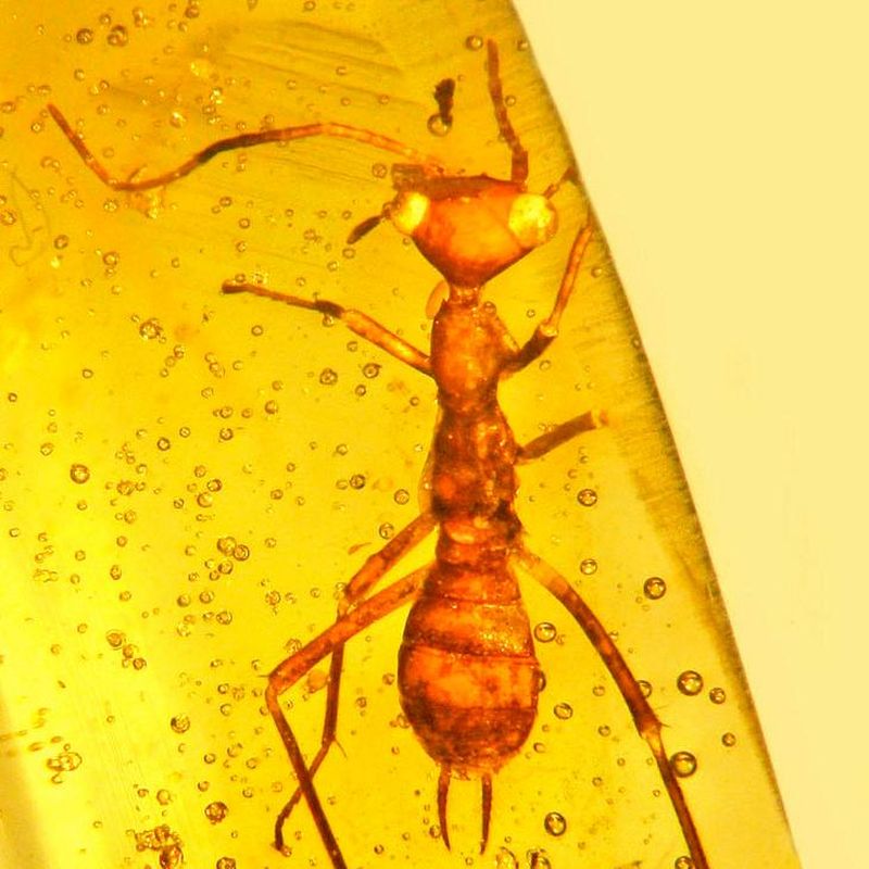 Buy amber with insect online