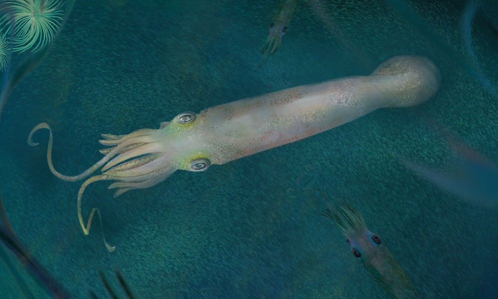 An illustration of a light-colored squid with ten arms in the water
