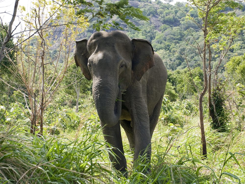 An Asian elephant in Sri Lanka