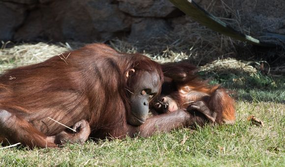 Orangutan mother Batang and infant Redd at the Smithsonian's National Zoo.