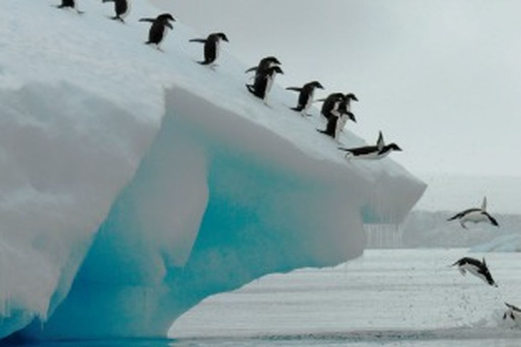 Adelie-Penguins-Photo-of-the-Day-388.jpg