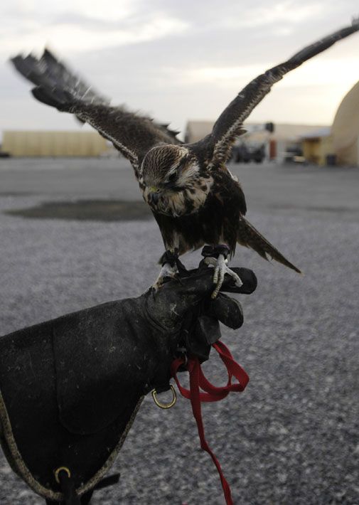 A natural predator helps prevent bird strikes at an air base in Kyrgyzstan.
