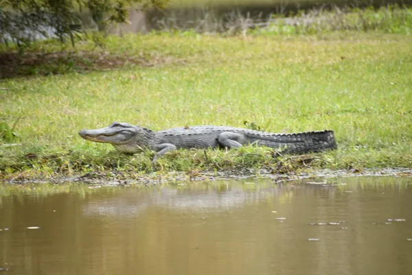 Relaxing alligator thumbnail