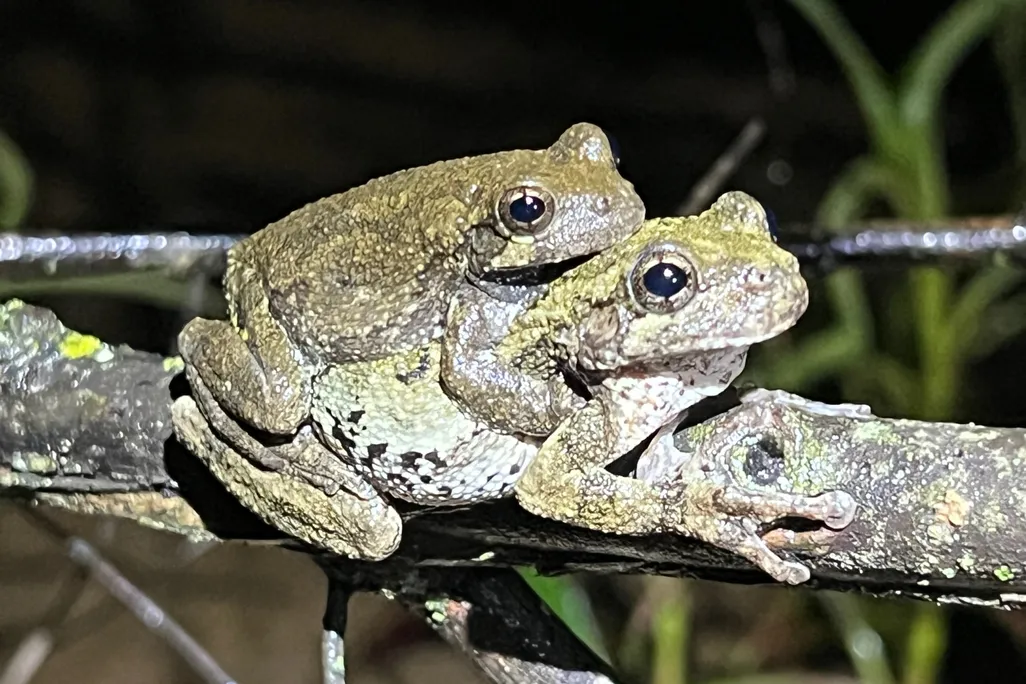 a smaller frog on top of a larger frog on a narrow branch