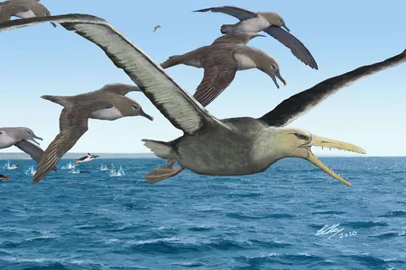 A pelagornithid, likely the largest flying bird that ever lived, soared over the open ocean.