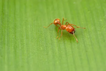 The tropical fire ant is the first known ant to travel the world by sea.